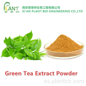 Polvo de extracto de té verde antioxidante natural